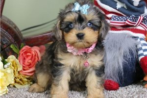 Adele - Cavapoo for sale