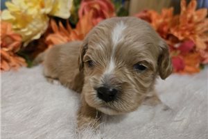 Sawyer - Cavapoo for sale