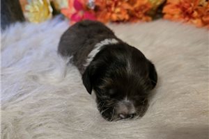 Susie - Cavapoo for sale