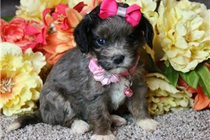 Susie - Cavapoo for sale