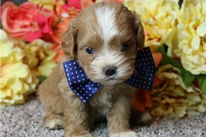 Simon - Cavapoo for sale