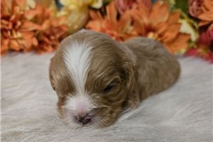 Simon - puppy for sale