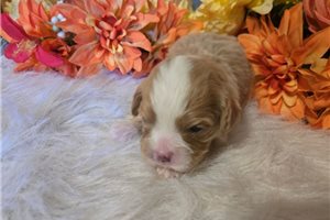 Savannah - puppy for sale