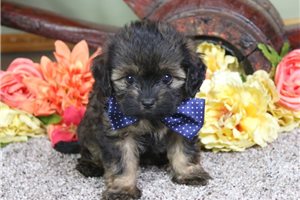 Acorn - puppy for sale