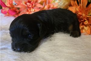 Soroya - puppy for sale