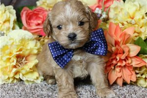 Sawyer - Cavapoo for sale