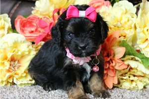 Soroya - Cavapoo for sale
