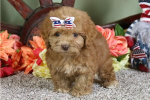 Viconia - Cockapoo for sale