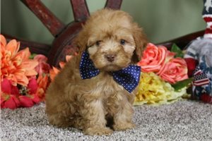 Vernon - puppy for sale