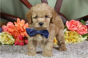 Vaughn - puppy for sale