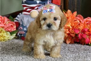 Vicky - Cockapoo for sale