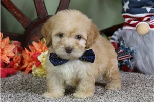 Veto - puppy for sale