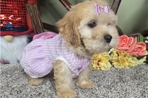 Vicky - Cockapoo for sale