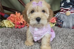 Vicky - Cockapoo for sale