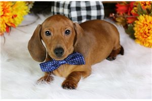 Levi - Dachshund, Mini for sale