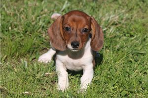 Sophie - Dachshund for sale