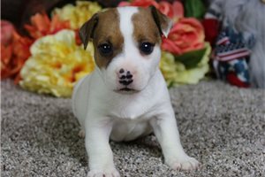 Colby - Jack Russell Terrier for sale