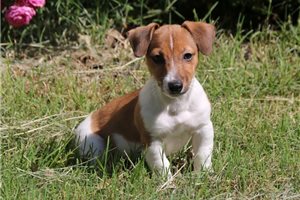 Sparky - Jack Russell Terrier for sale