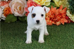 Genesis - Jack Russell Terrier for sale