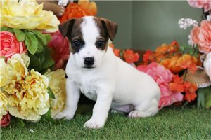 Sasha - Jack Russell Terrier for sale