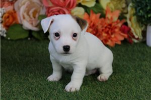Gabriel - Jack Russell Terrier for sale