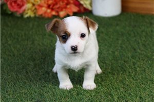 Grace - Jack Russell Terrier for sale