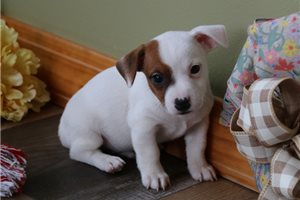 Miles - Jack Russell Terrier for sale