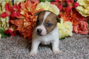 Paladin - Jack Russell Terrier for sale
