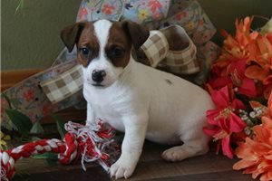 Maxine - Jack Russell Terrier for sale