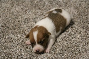 Paladin - puppy for sale