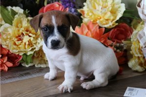 Spike - Jack Russell Terrier for sale