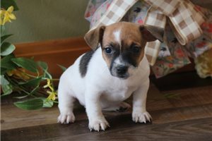 Nessa - Jack Russell Terrier for sale