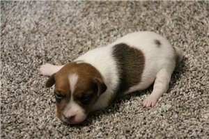 Pamela - puppy for sale