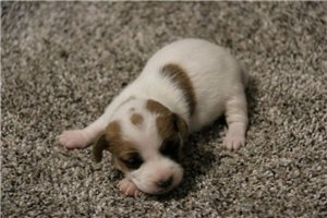 Paddy - puppy for sale