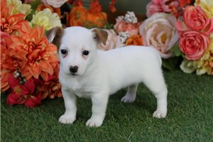 Gianna - Jack Russell Terrier for sale