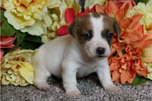 Patrick - Jack Russell Terrier for sale