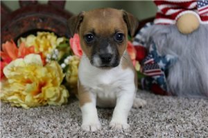 Coda - Jack Russell Terrier for sale