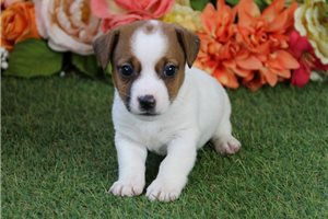 Grayson - Jack Russell Terrier for sale