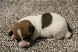 Paddington - puppy for sale