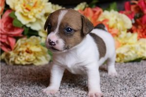 Paddington - Jack Russell Terrier for sale
