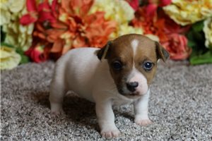 Pamela - Jack Russell Terrier for sale