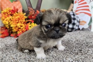 Sasha - Pekingese for sale
