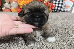 Spencer - Pekingese for sale