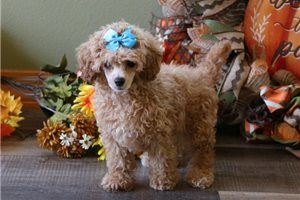 Harriet - Poodle, Toy for sale