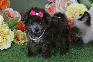Bella - Toy Poodle for sale
