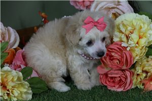 Brynlee - Poodle, Toy for sale