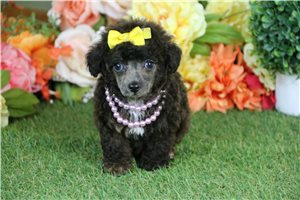 Brielle - Toy Poodle for sale