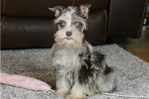 Oscar - puppy for sale
