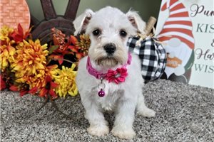 Rowan - Miniature Schnauzer for sale