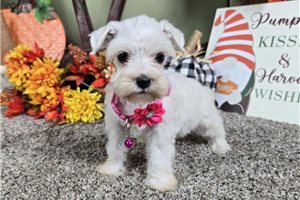 Rosie - puppy for sale